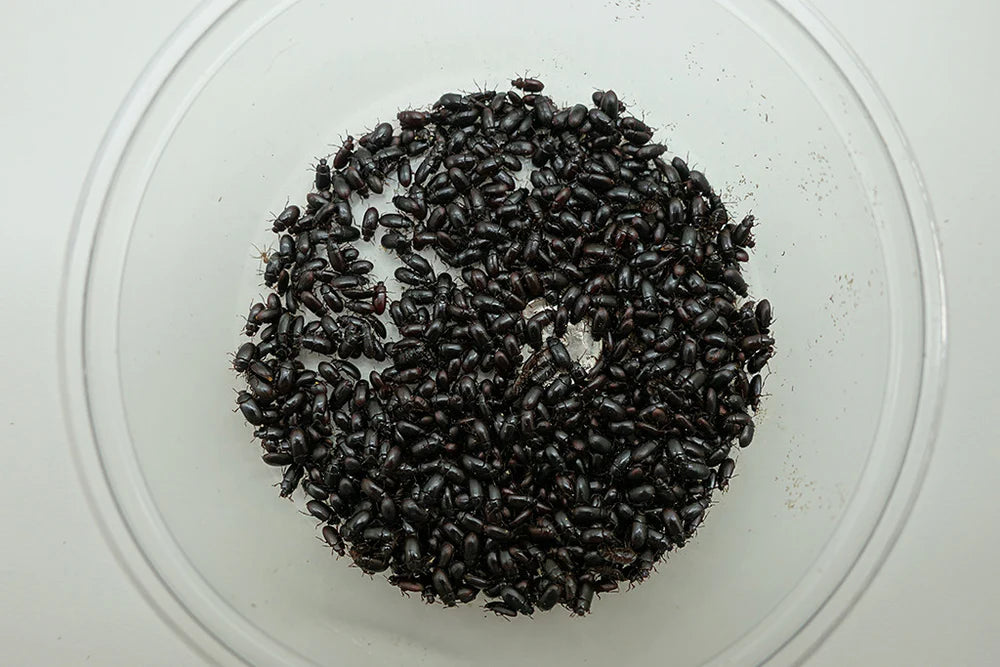 Buffalo Beetles