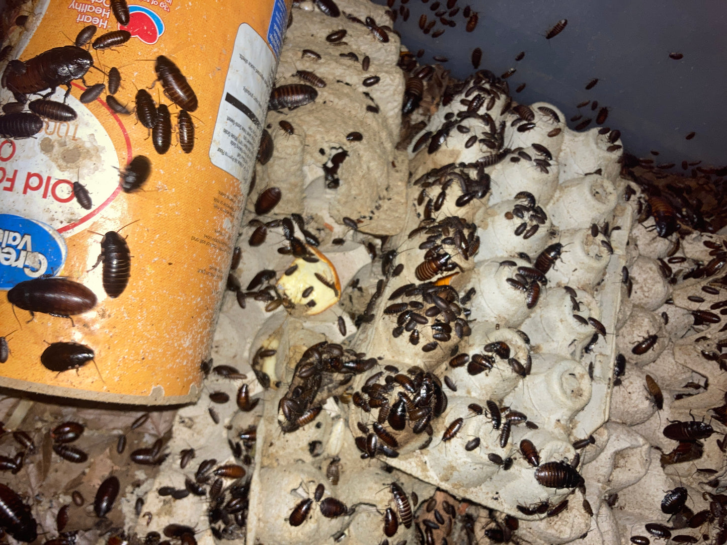 Nymph/ Baby hissing roaches