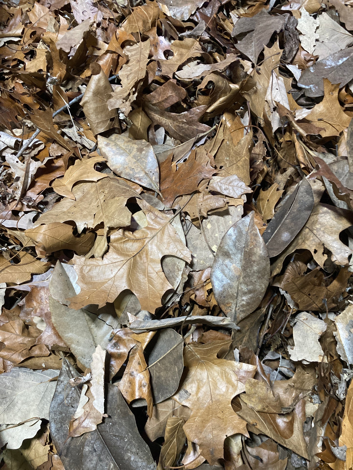 Mixed leaf litter ( mag,oak,maple, syc,etc)