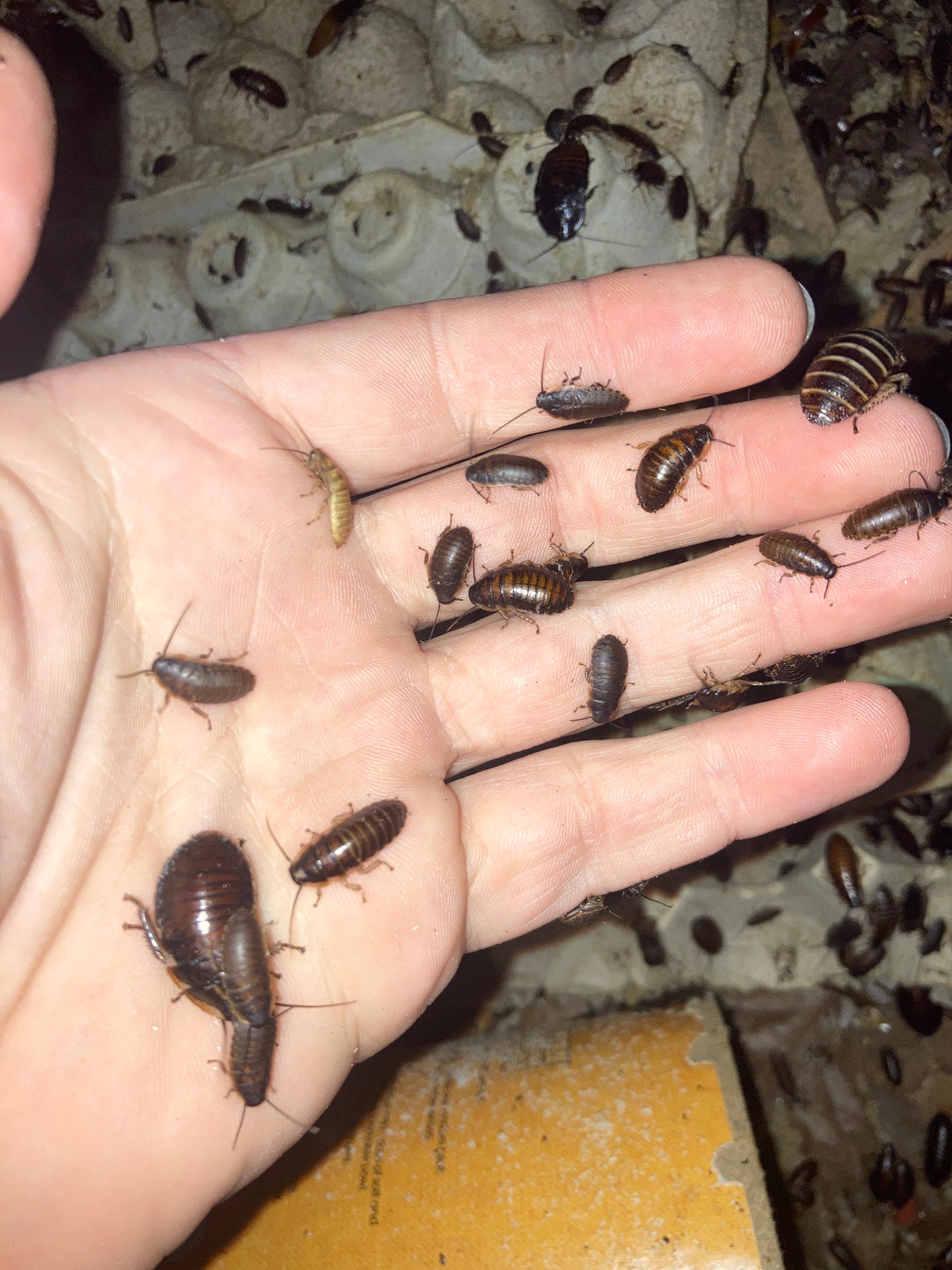 Nymph/ Baby hissing roaches