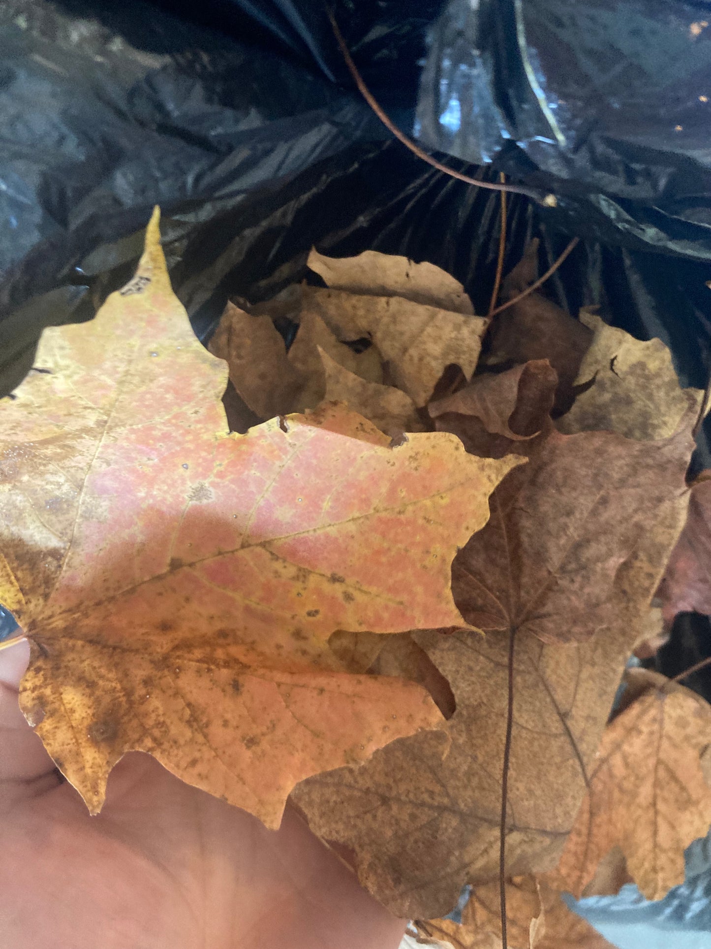 Maple leaf Litter