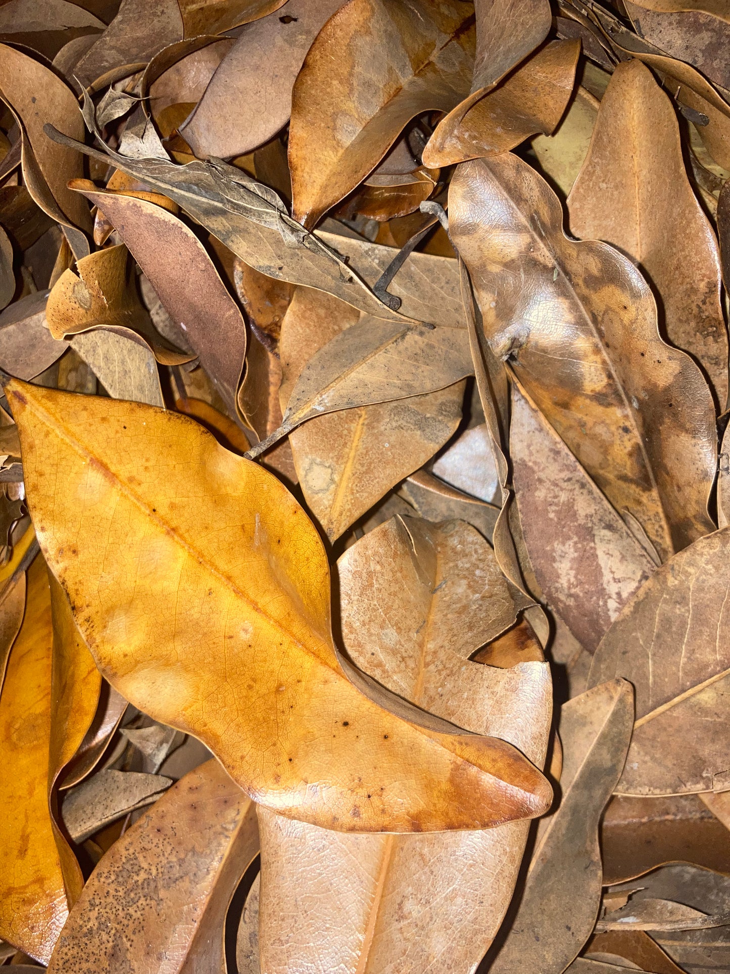 Magnolia leaf litter
