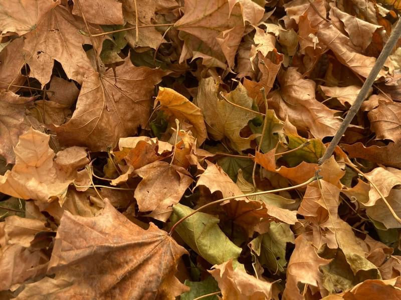 Maple leaf Litter