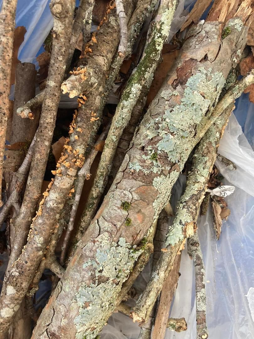 1 lb Large assorted Oak branches w/ Lichens