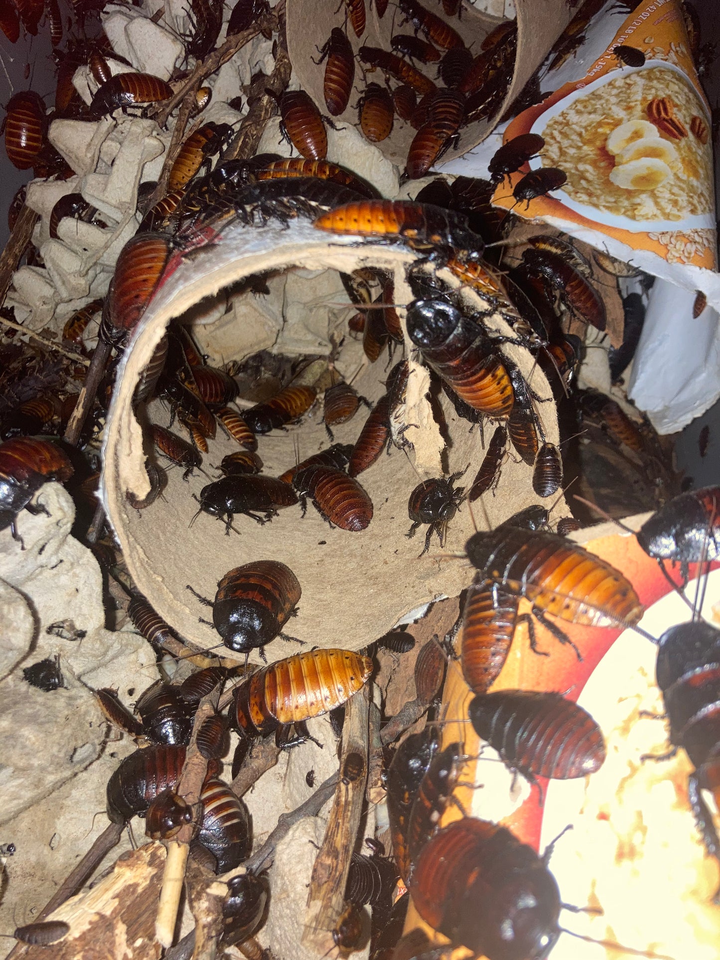 100 large Hissing Roaches