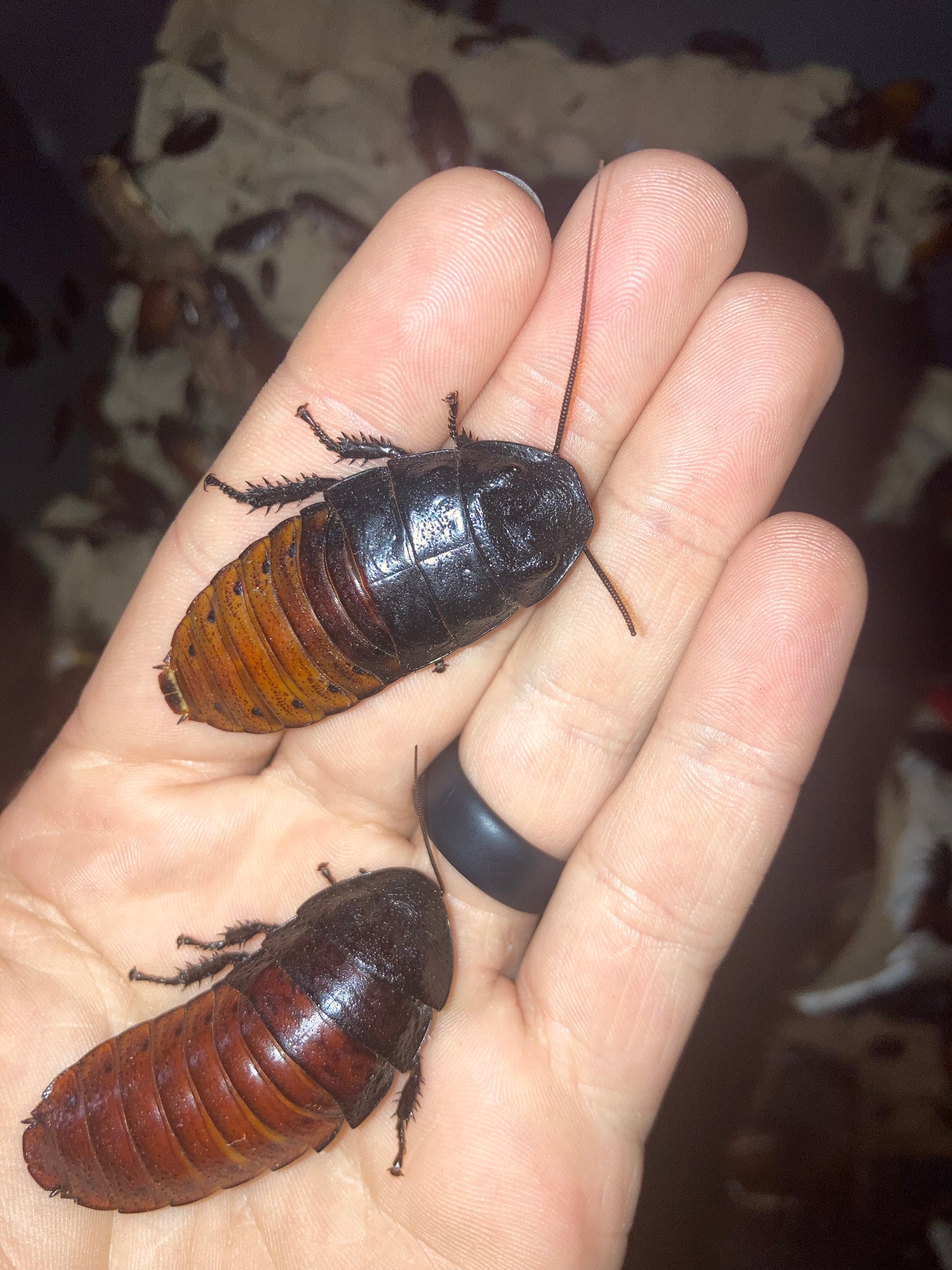 Adult male hissing roaches