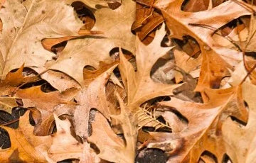 Oak leaf litter