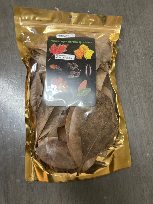 Magnolia leaf litter