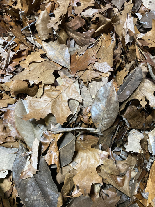 Mixed leaf litter ( mag,oak,maple, syc,etc)