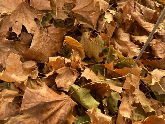 Maple leaf Litter